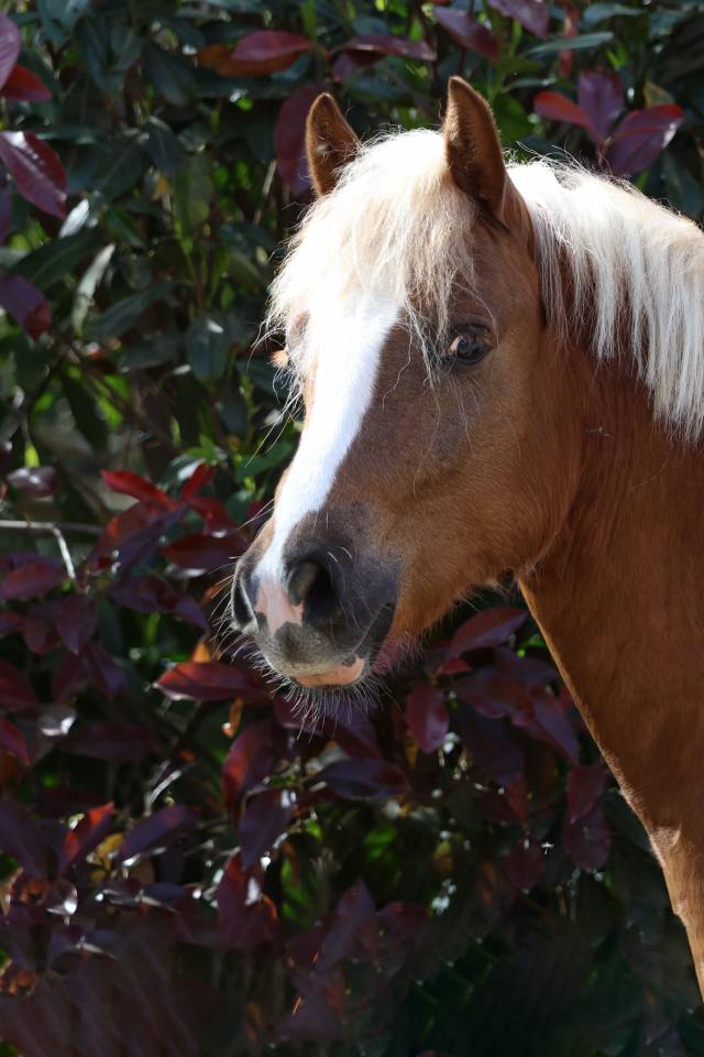 Gelding Welsh Pony (Section B) For sale 2024 Silver dapple