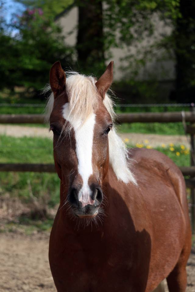 Gelding Welsh Pony (Section B) For sale 2024 Silver dapple