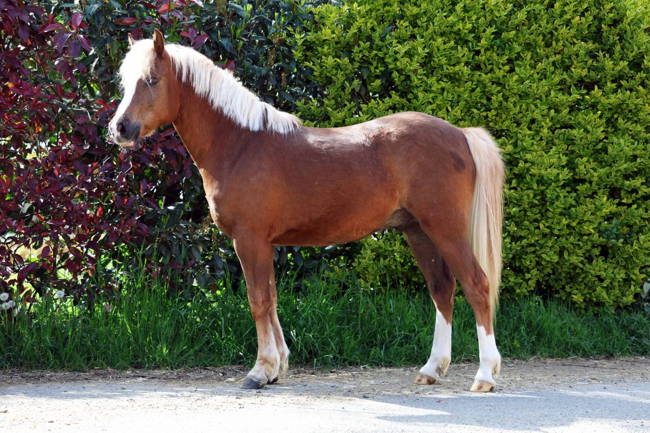 Gelding Welsh Pony (Section B) For sale 2024 Silver dapple