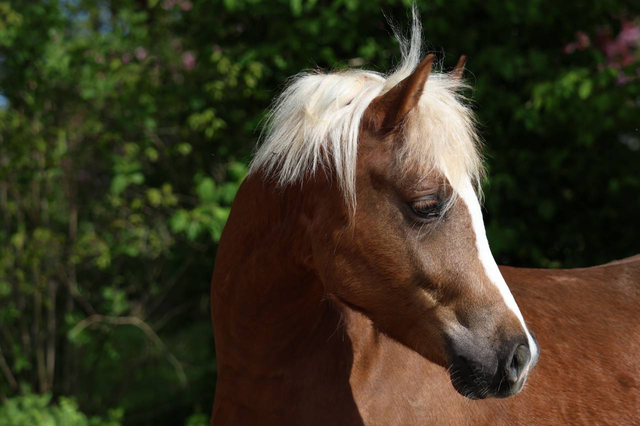 Gelding Welsh Pony (Section B) For sale 2024 Silver dapple