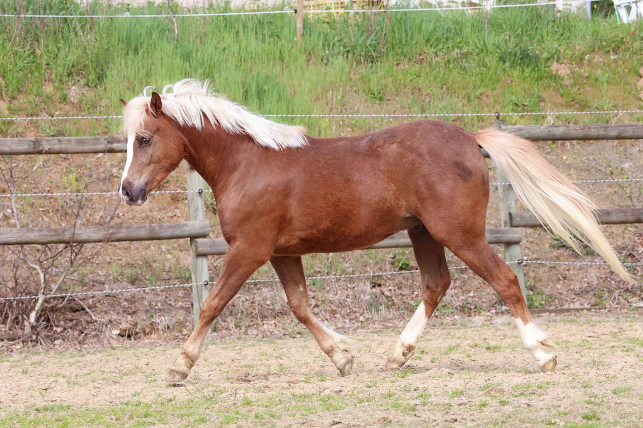 Gelding Welsh Pony (Section B) For sale 2024 Silver dapple
