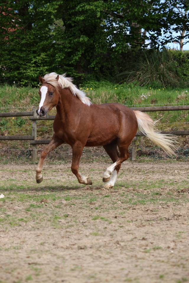 Gelding Welsh Pony (Section B) For sale 2024 Silver dapple