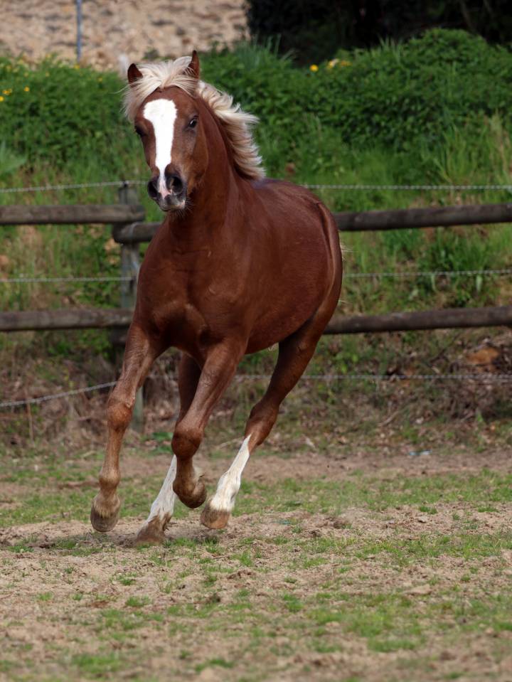 Gelding Welsh Pony (Section B) For sale 2024 Silver dapple