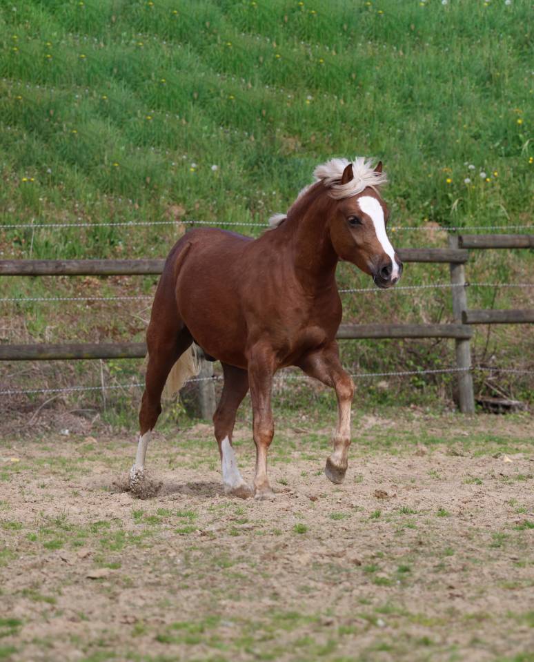 Gelding Welsh Pony (Section B) For sale 2024 Silver dapple