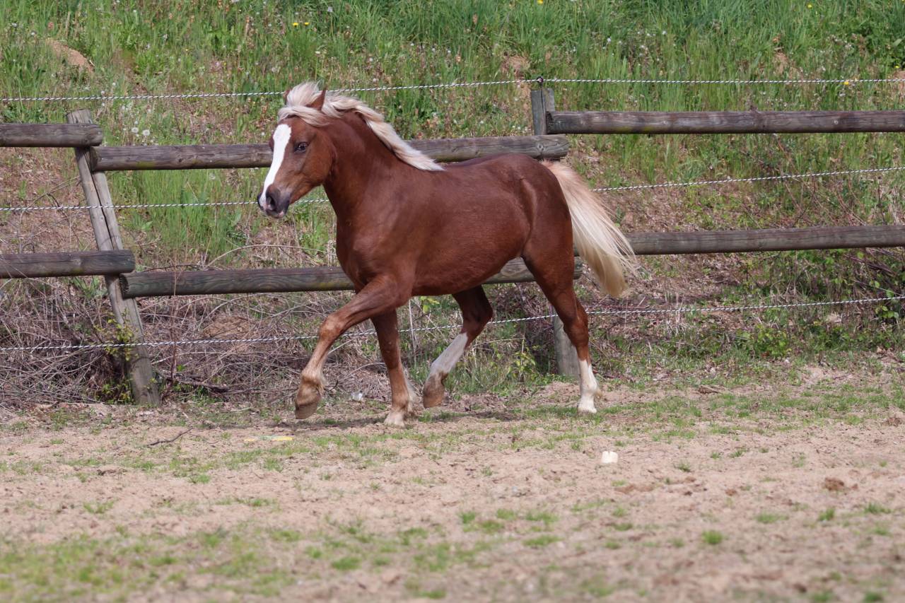 Gelding Welsh Pony (Section B) For sale 2024 Silver dapple