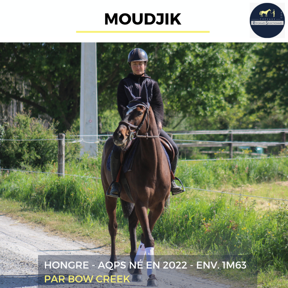 Gelding AQPS For sale 2022 Dark Bay
