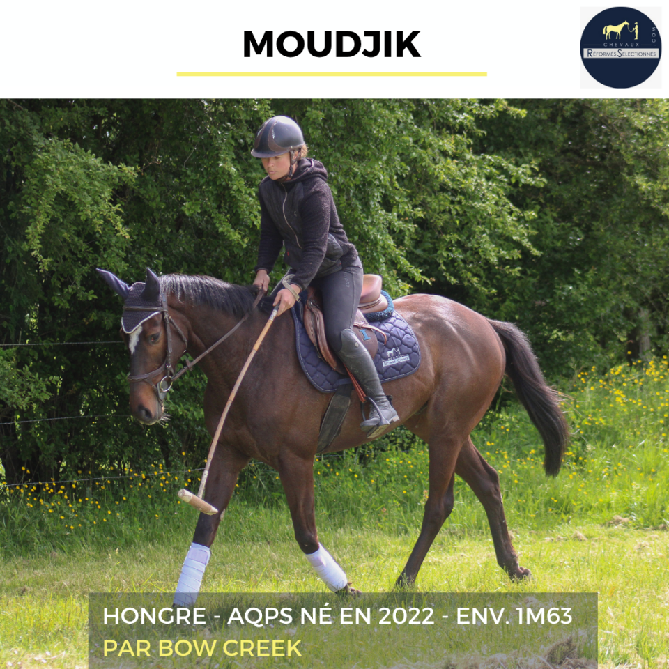 Gelding AQPS For sale 2022 Dark Bay