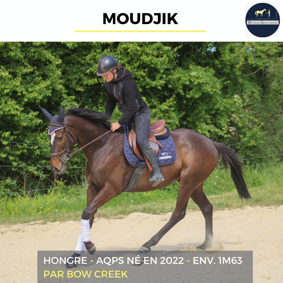 Gelding AQPS For sale 2022 Dark Bay