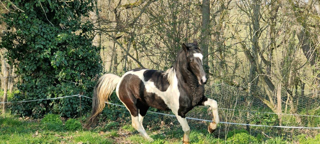 Entire Barock Pinto For sale 2021 Coloured