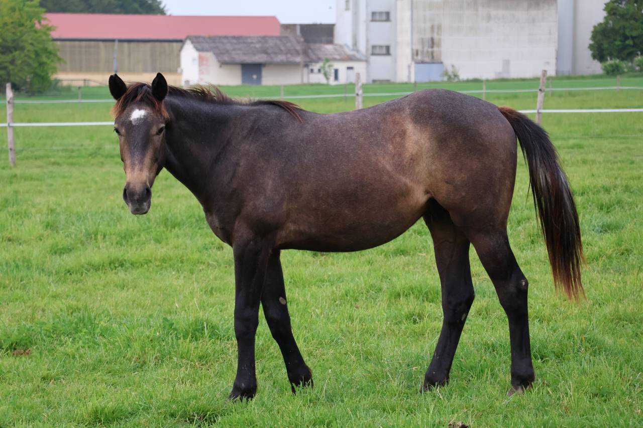 Gelding Selle Fran&ccedil;ais For sale 2024 Grey