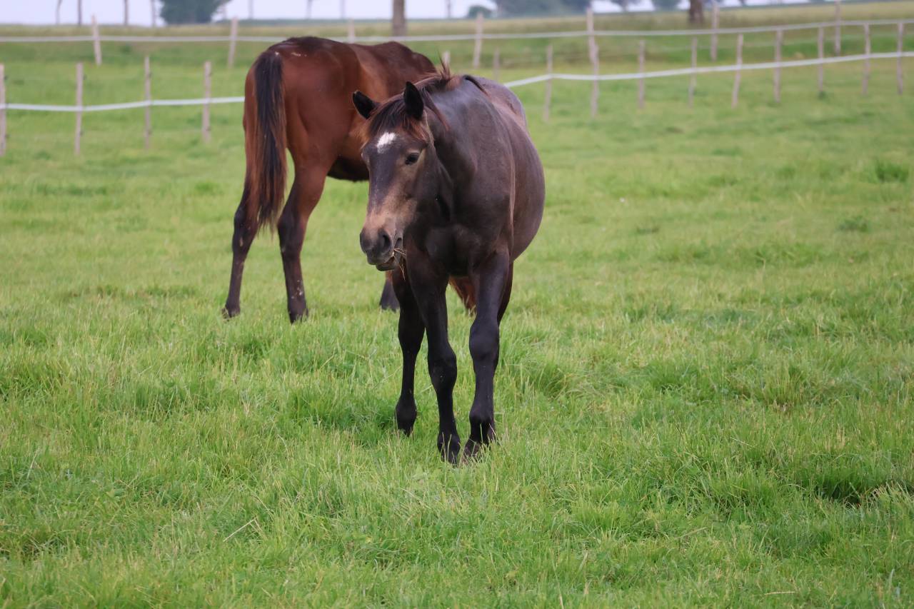 Gelding Selle Fran&ccedil;ais For sale 2024 Grey