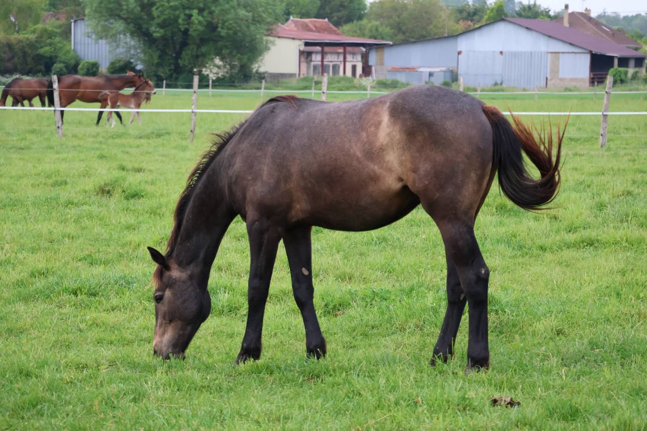 Gelding Selle Fran&ccedil;ais For sale 2024 Grey