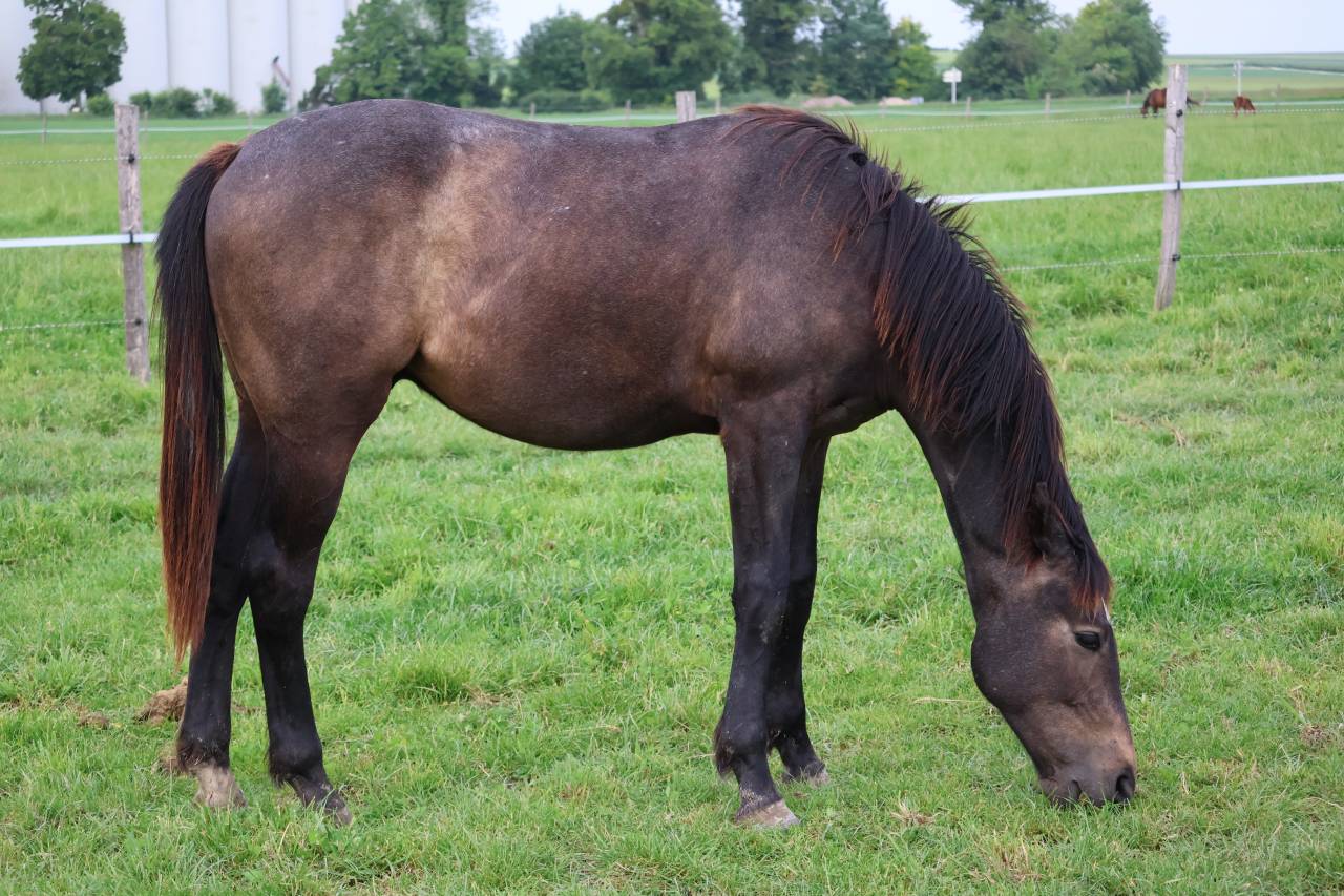 Gelding Selle Fran&ccedil;ais For sale 2024 Grey