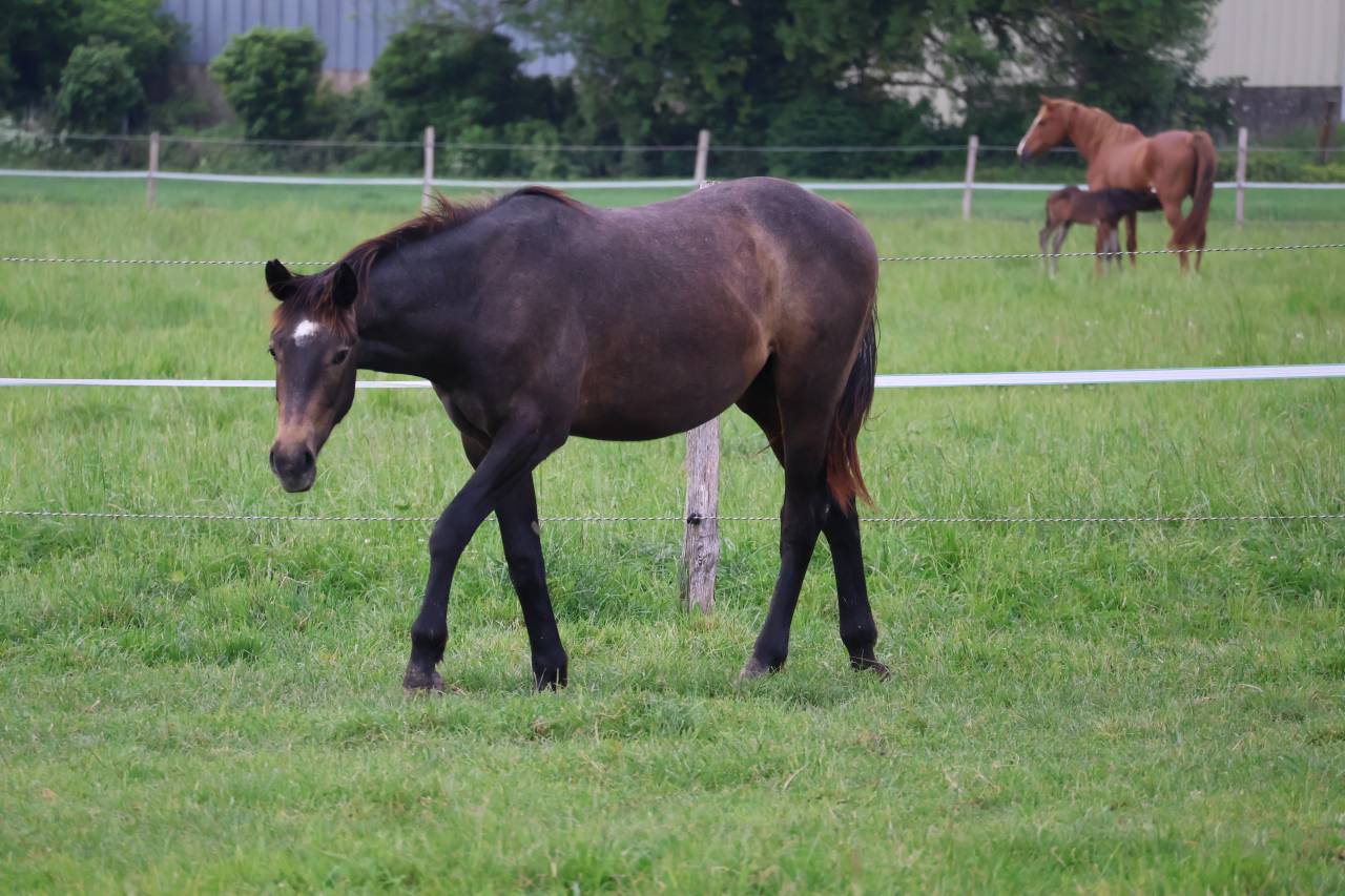 Gelding Selle Fran&ccedil;ais For sale 2024 Grey