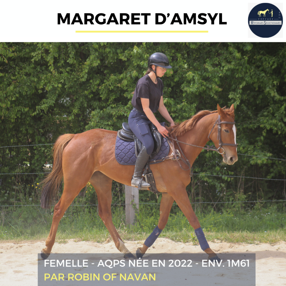 Mare AQPS For sale 2022 Chesnut