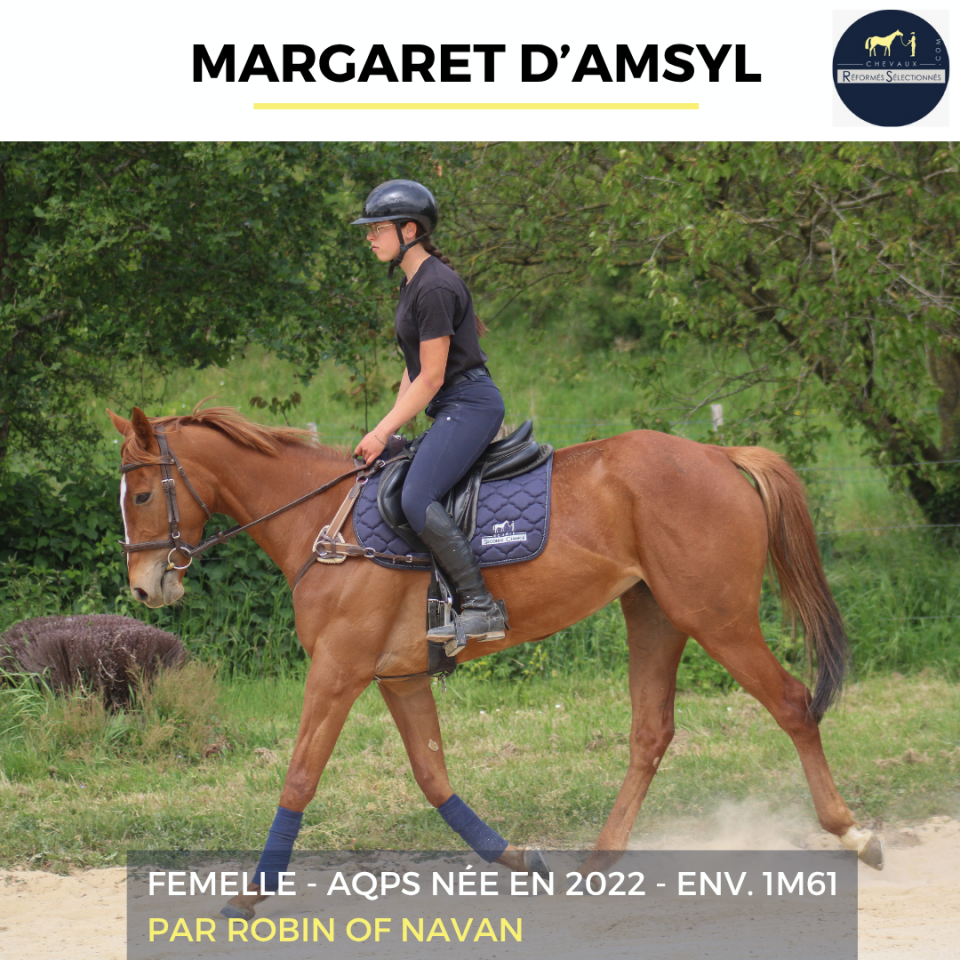 Mare AQPS For sale 2022 Chesnut