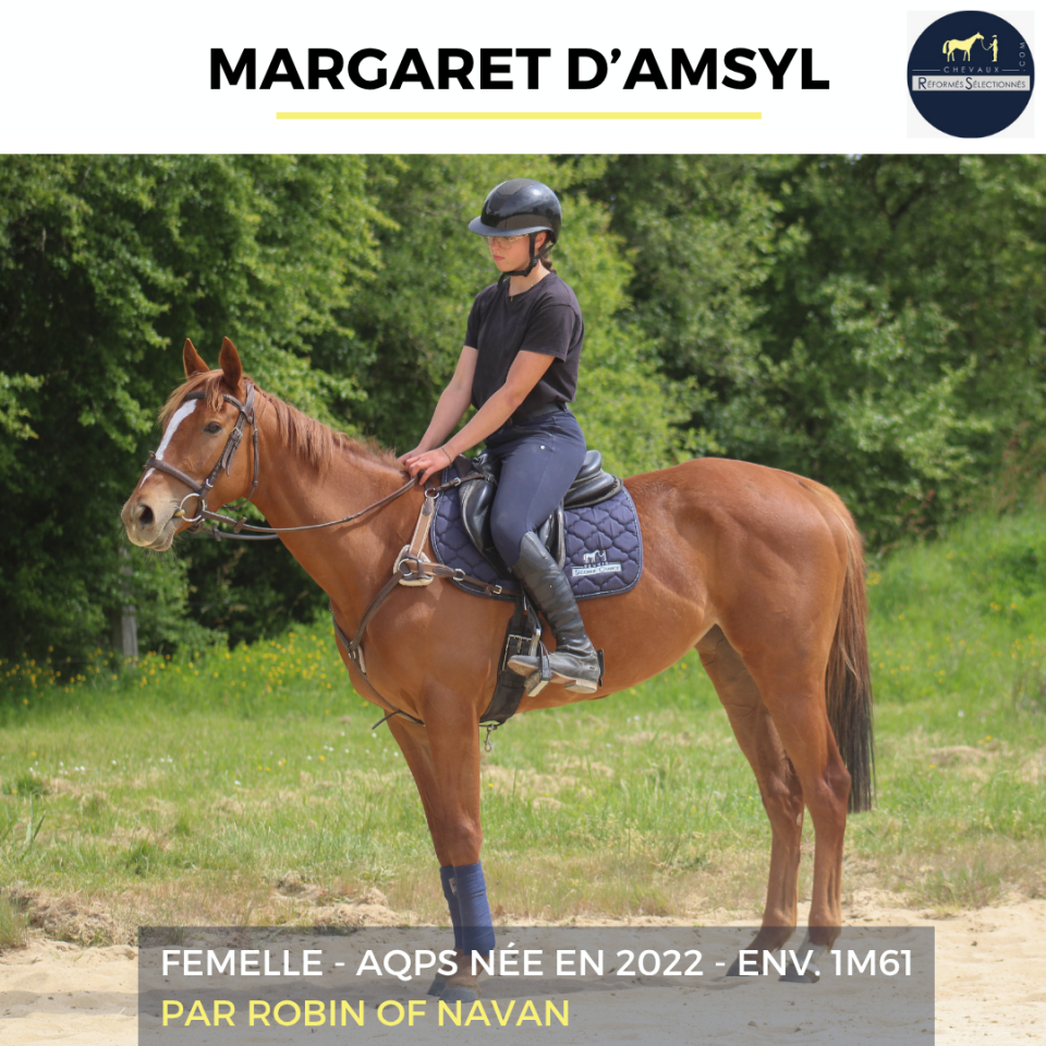 Mare AQPS For sale 2022 Chesnut