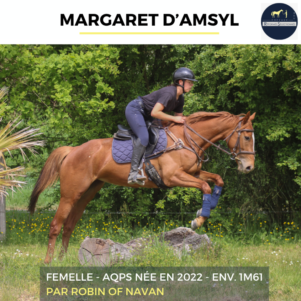 Mare AQPS For sale 2022 Chesnut
