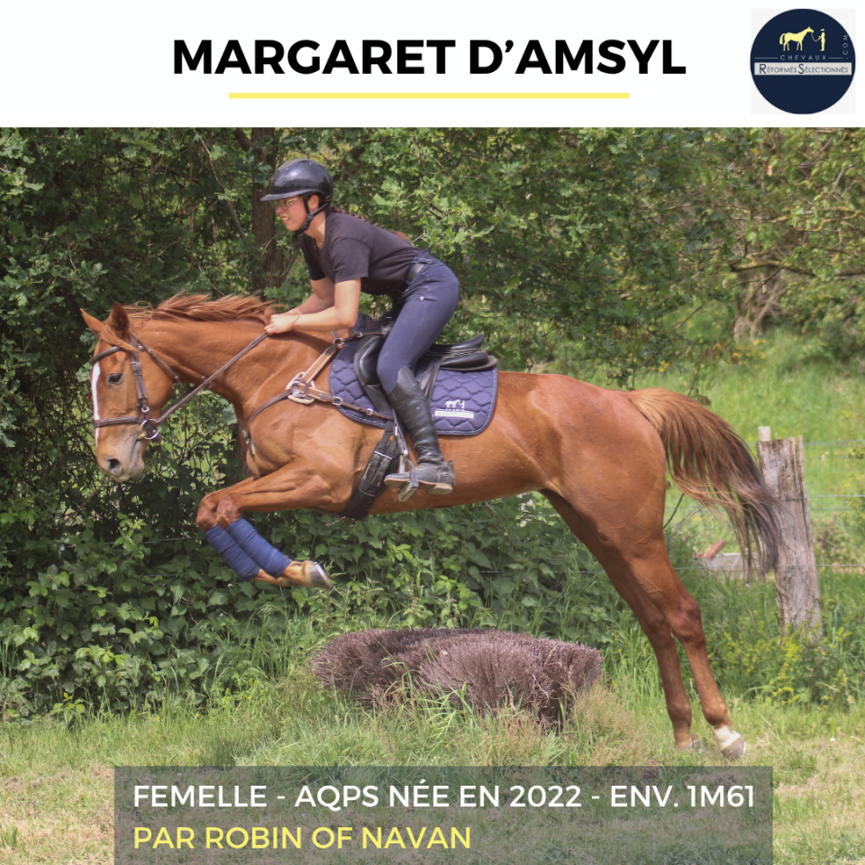 Mare AQPS For sale 2022 Chesnut