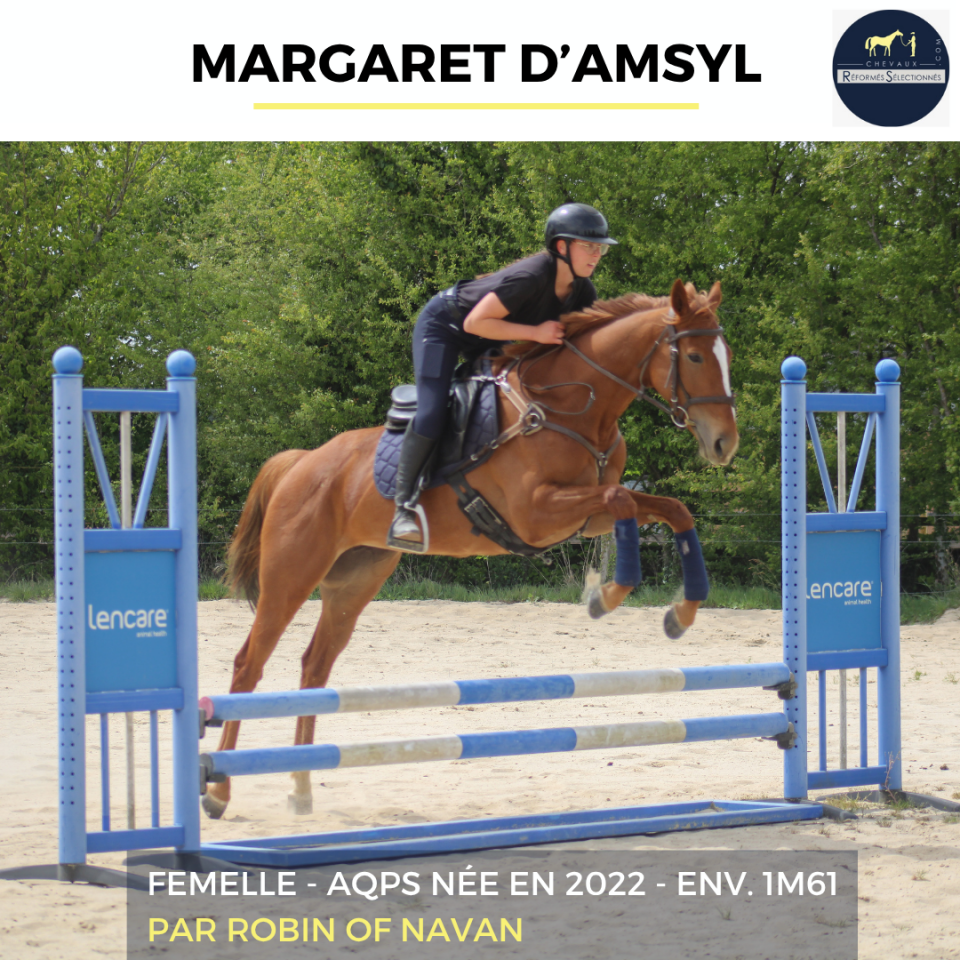 Mare AQPS For sale 2022 Chesnut