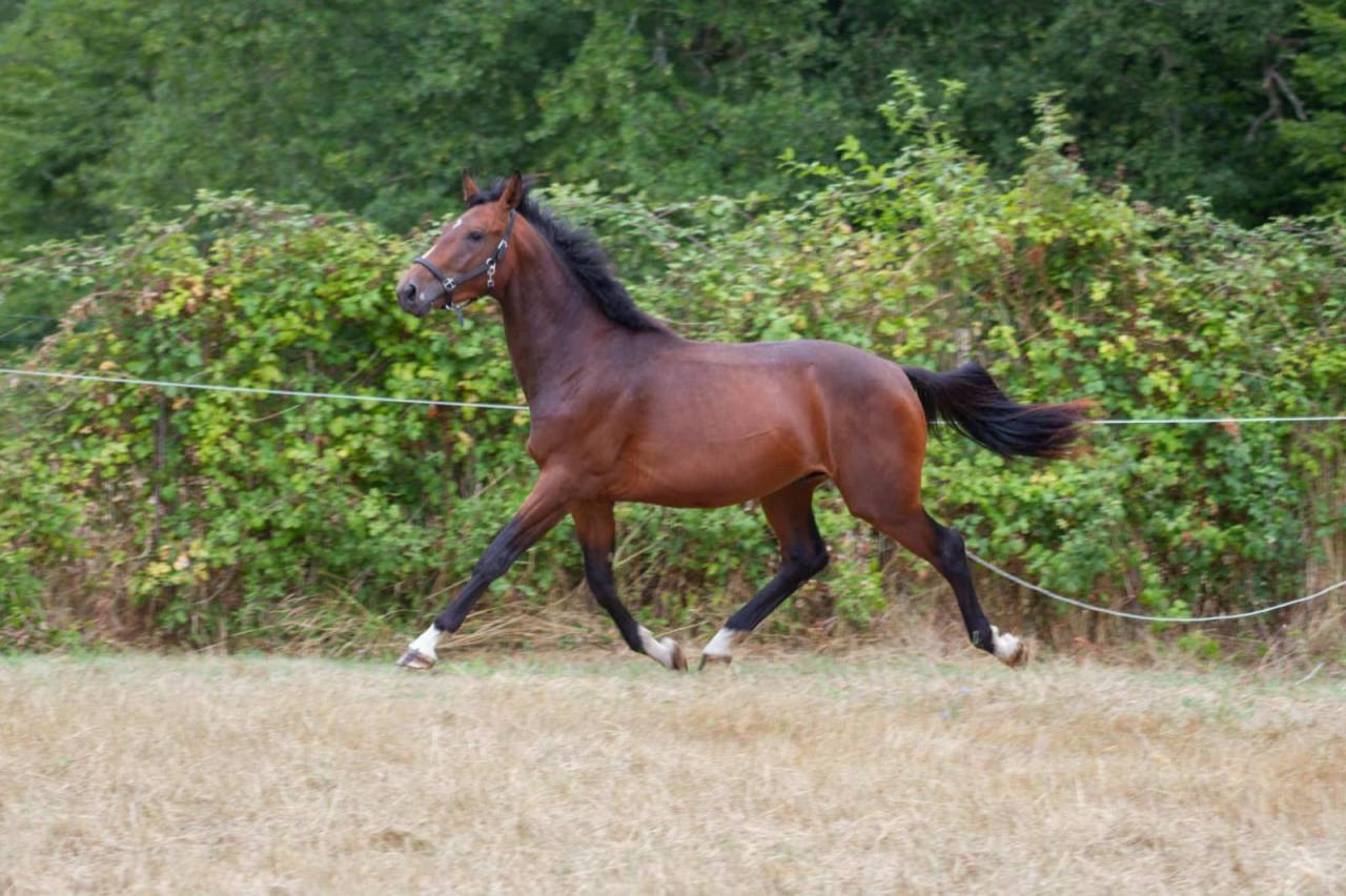 Entire Zangersheide For sale 2023 Bay