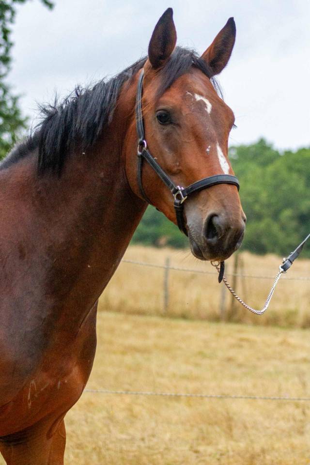 Entire Zangersheide For sale 2023 Bay