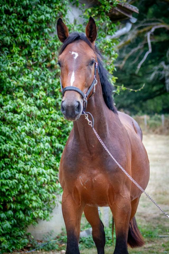 Entire Zangersheide For sale 2023 Bay