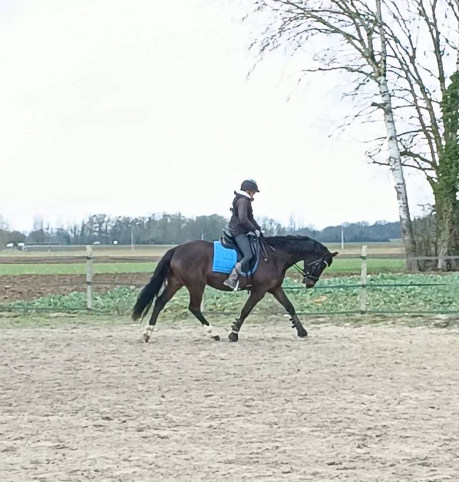Gelding French Saddle Pony For sale 2019 Dark Bay