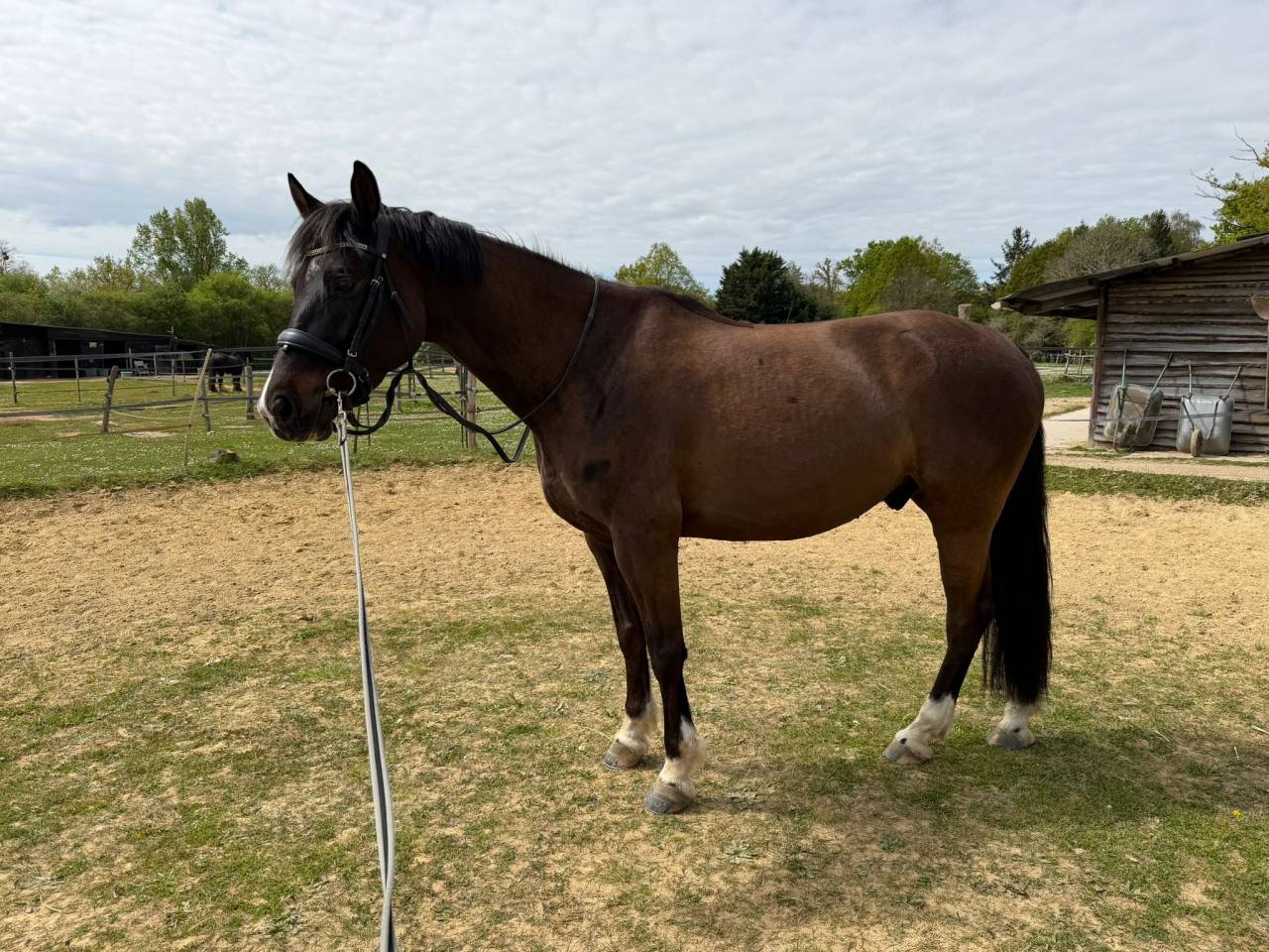 Gelding French Saddle Pony For sale 2019 Dark Bay