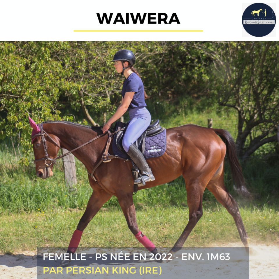 Mare Thoroughbred For sale 2022 Bay
