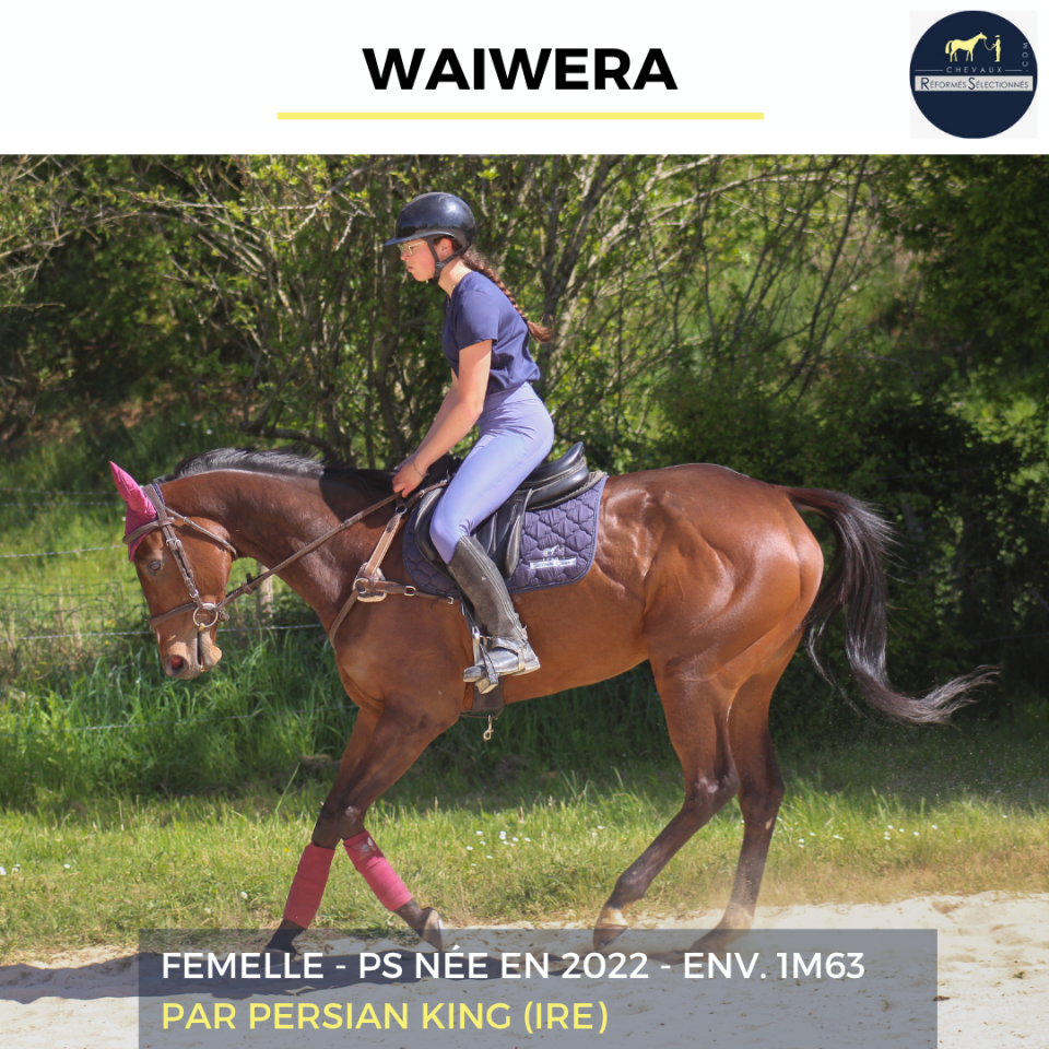 Mare Thoroughbred For sale 2022 Bay