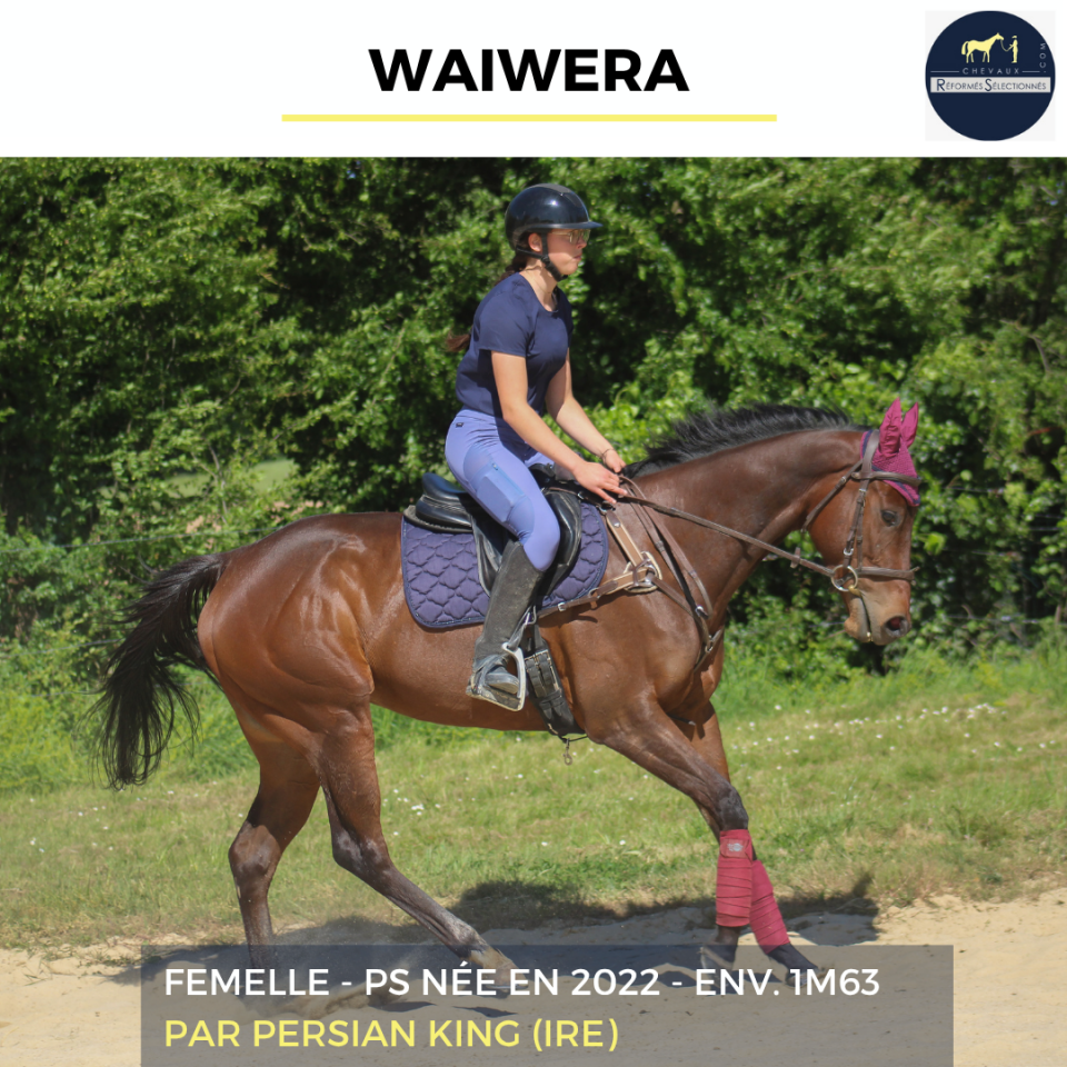 Mare Thoroughbred For sale 2022 Bay