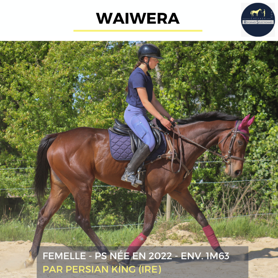 Mare Thoroughbred For sale 2022 Bay