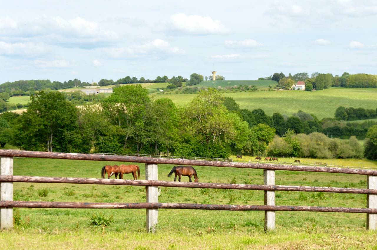 Stud farm  Orne