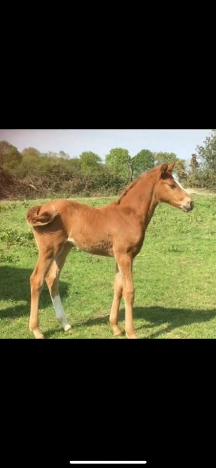 Apprentice - Apprentice Half time - Calvados France