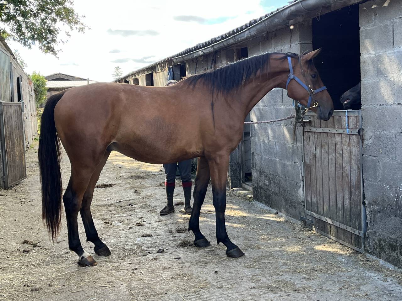 Apprentice - Apprentice Half time - Calvados France