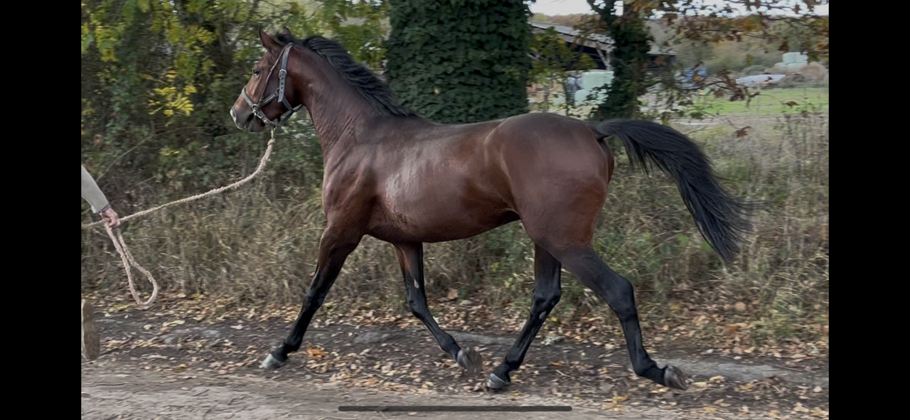 Apprentice - Apprentice Half time - Calvados France