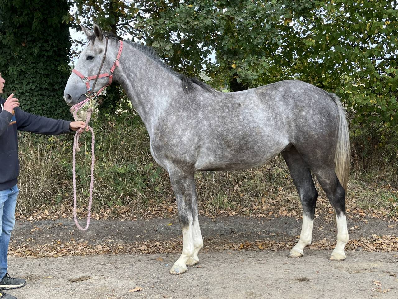 Apprentice - Apprentice Half time - Calvados France