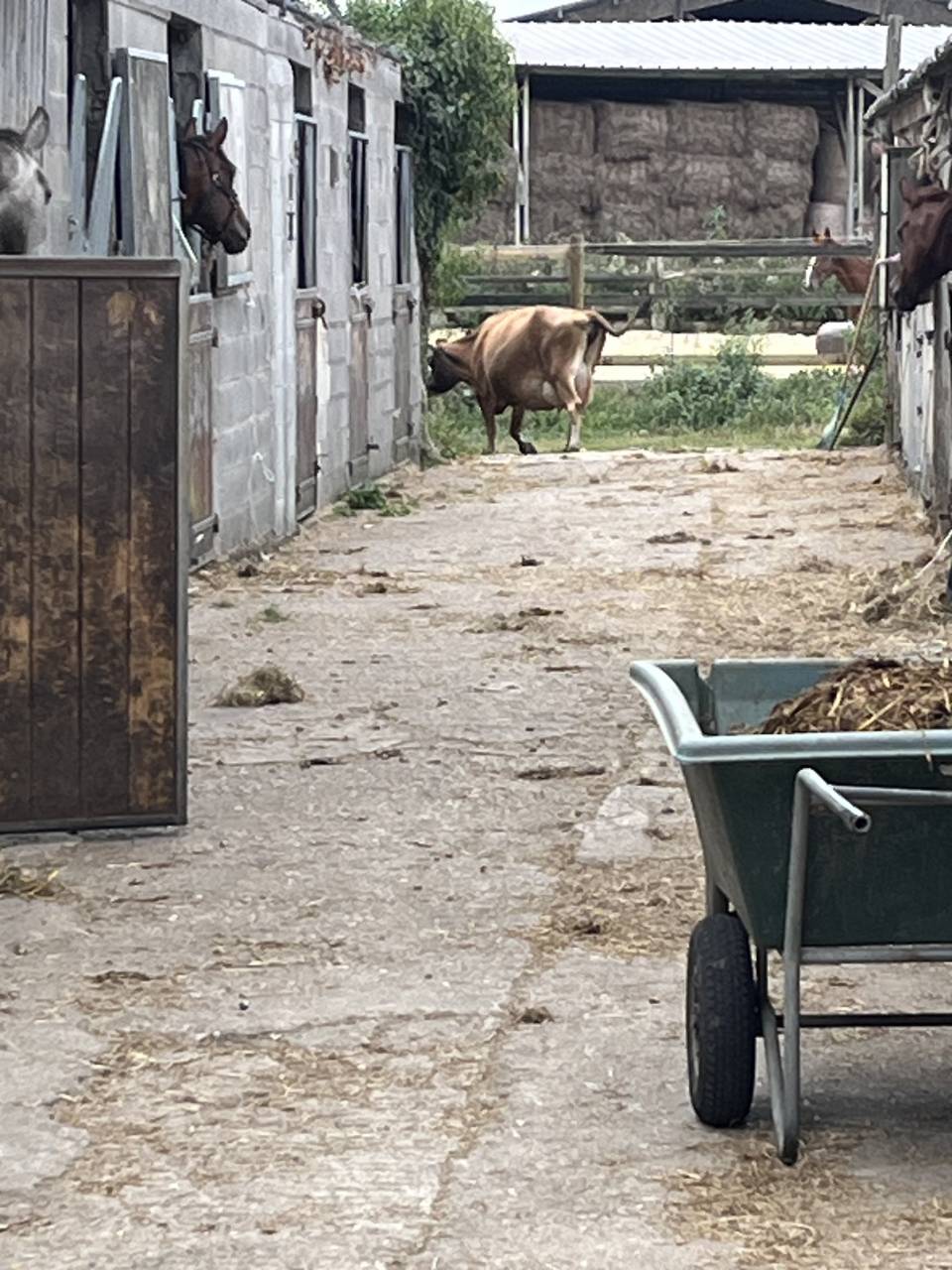 Apprentice - Apprentice Half time - Calvados France