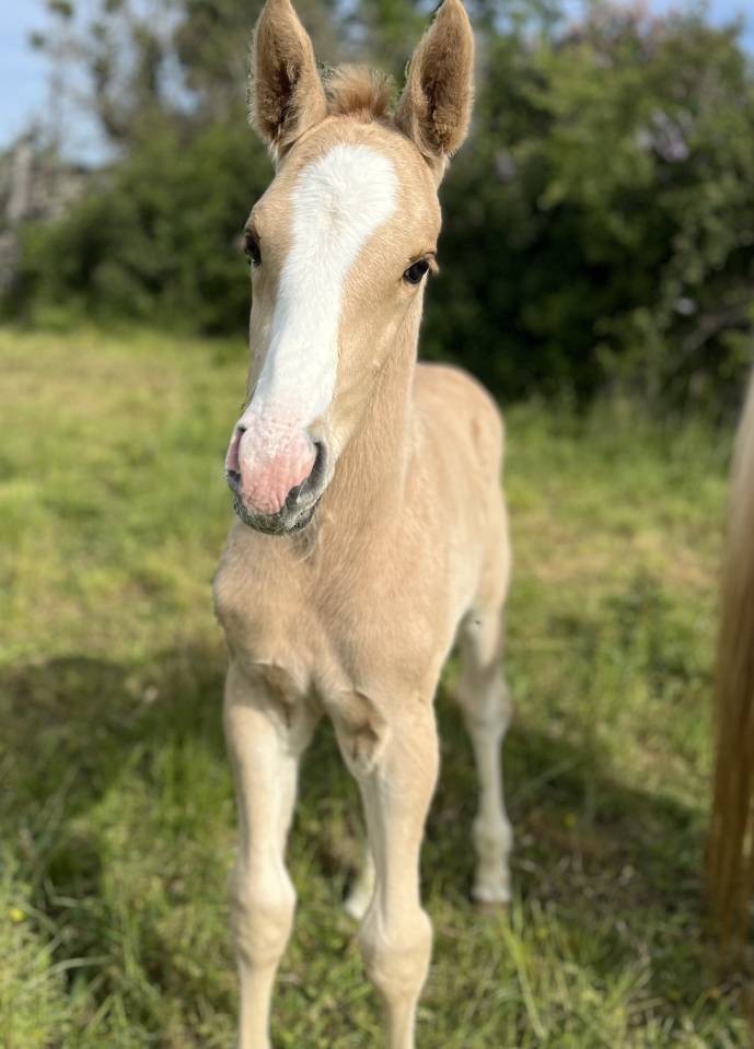 Colt Selle Fran&ccedil;ais For sale 2026 Palomino