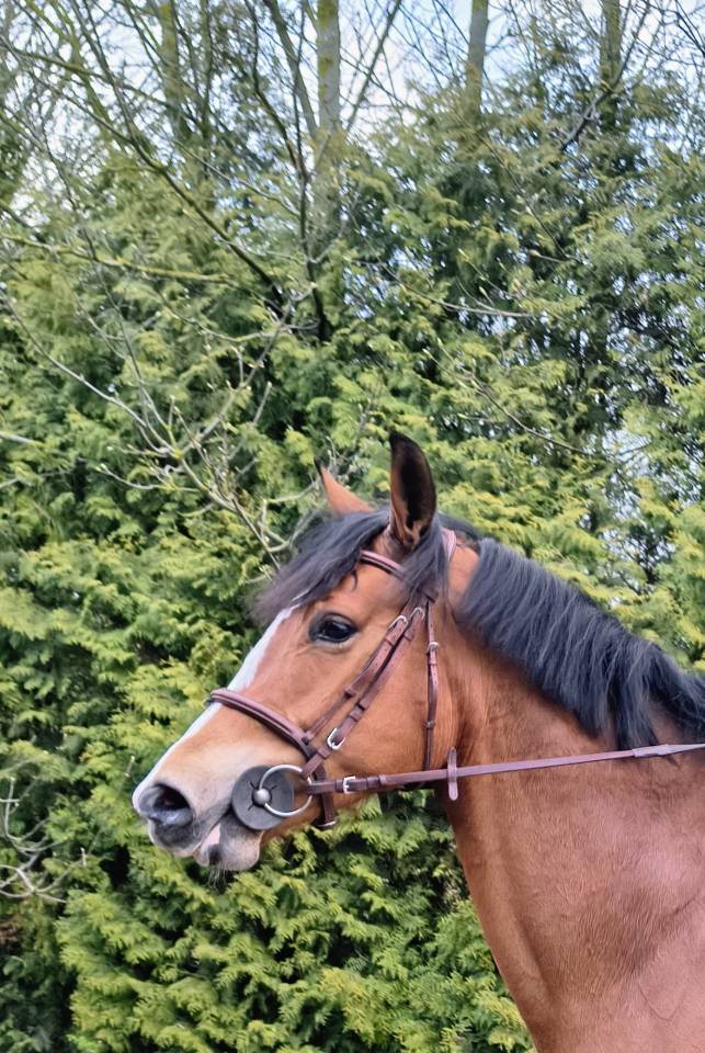 Mare Selle Fran&ccedil;ais For sale 2022 Bay