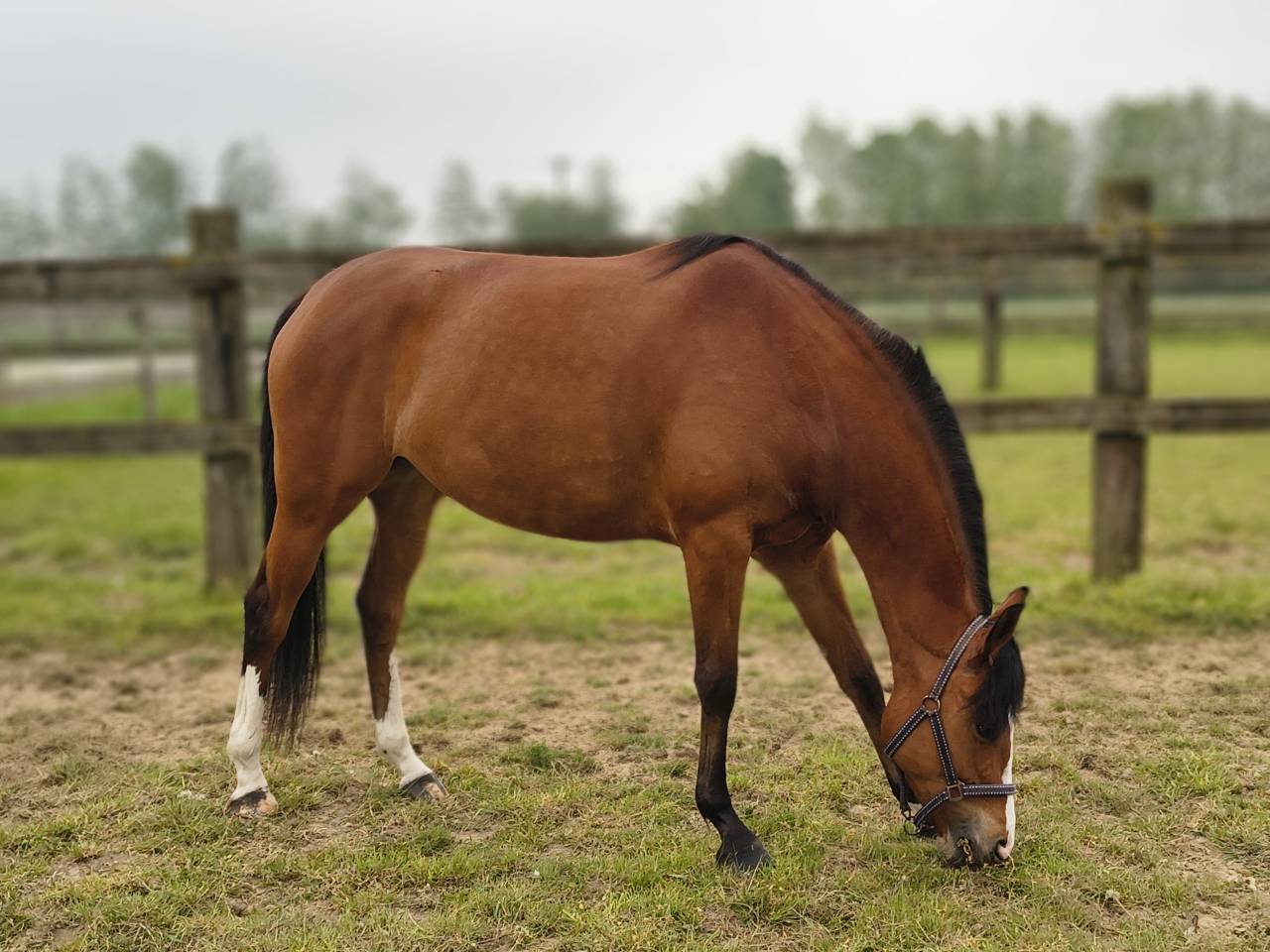 Mare Selle Fran&ccedil;ais For sale 2022 Bay
