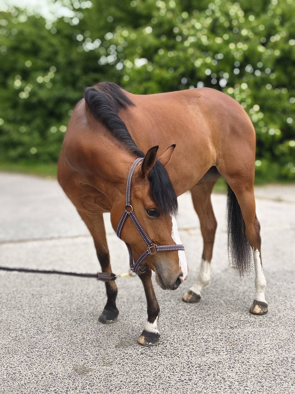 Mare Selle Fran&ccedil;ais For sale 2022 Bay
