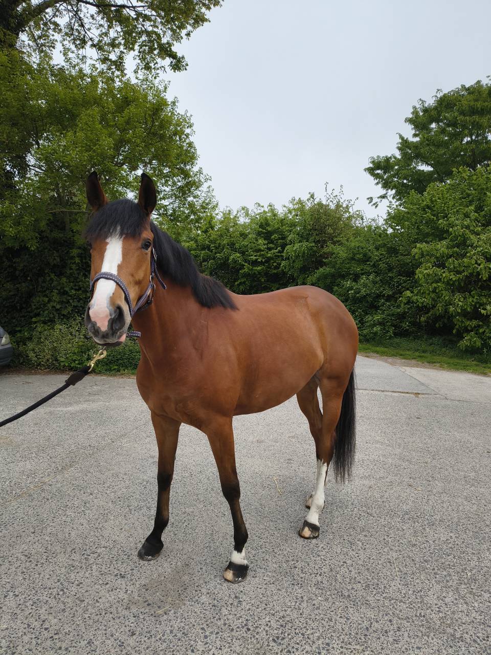 Mare Selle Fran&ccedil;ais For sale 2022 Bay