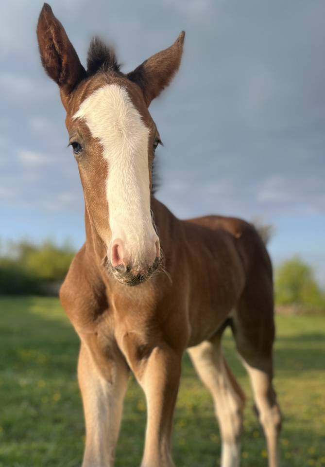 Colt Selle Fran&ccedil;ais For sale 2026 Bay