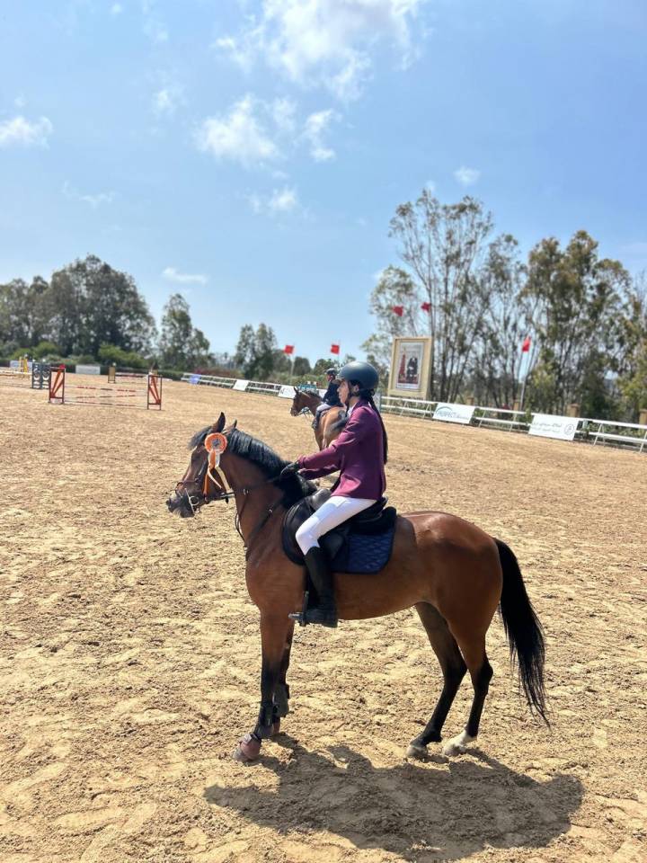Mare Other Pony Breed For sale 2020 Bay