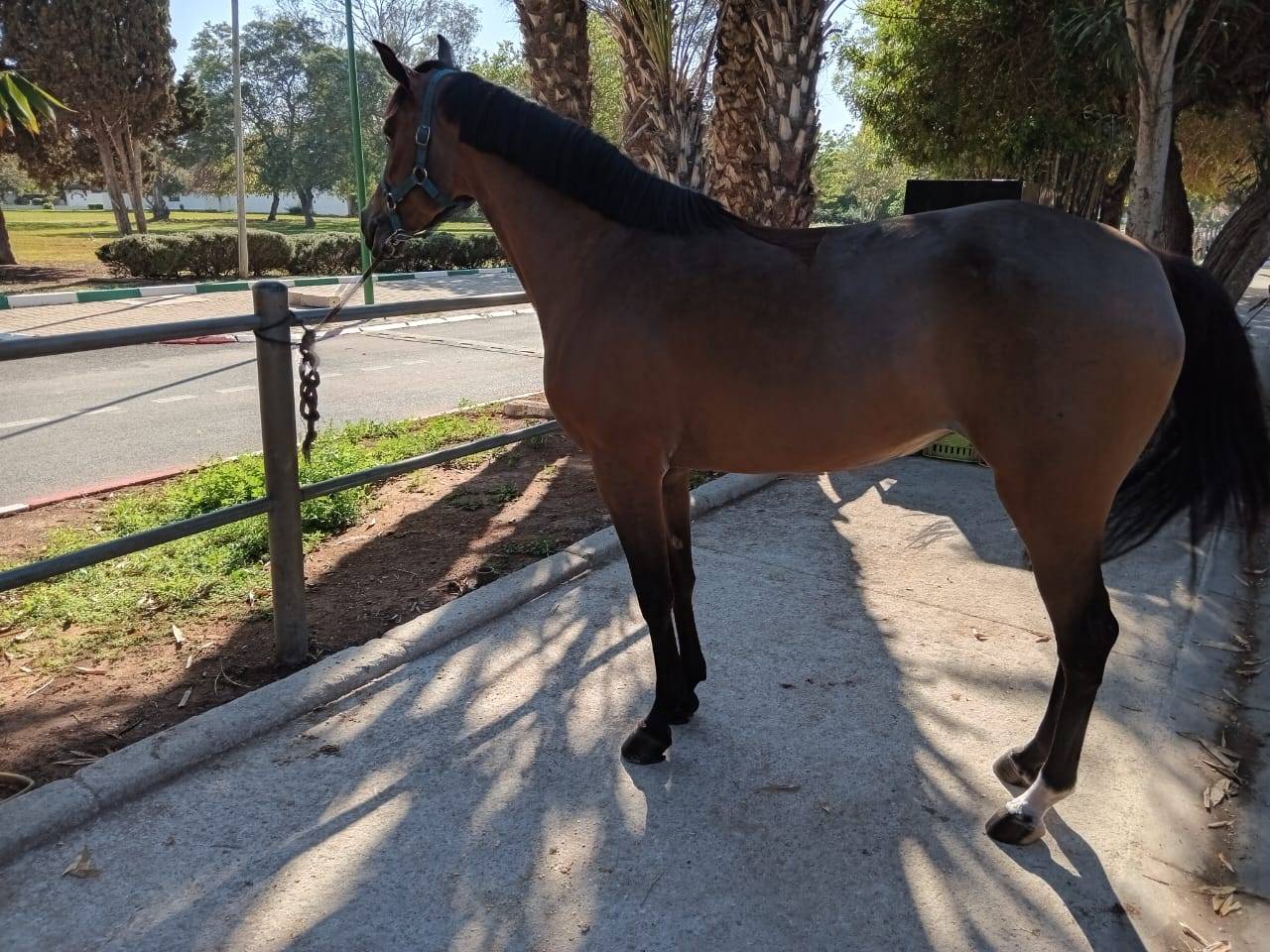 Mare Other Pony Breed For sale 2020 Bay