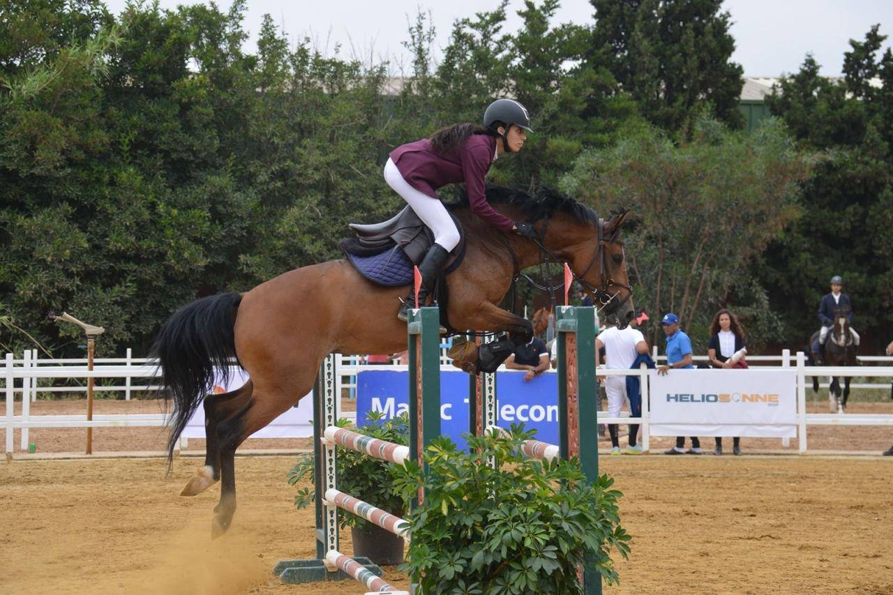 Mare Other Pony Breed For sale 2020 Bay