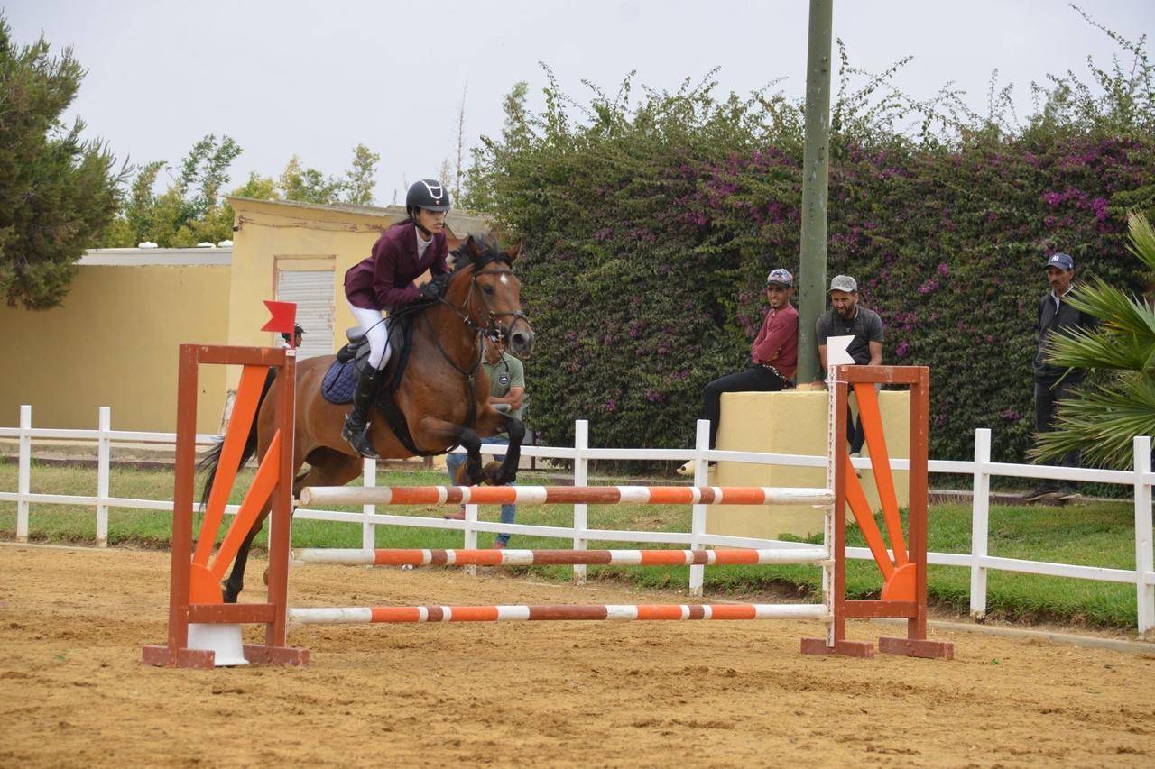 Mare Other Pony Breed For sale 2020 Bay