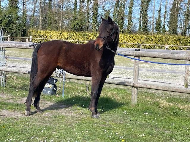 Gelding Connemara For sale 2024 Bay